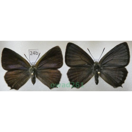 Favonius quercus (Linnaeus, 1758) pair Czech24b